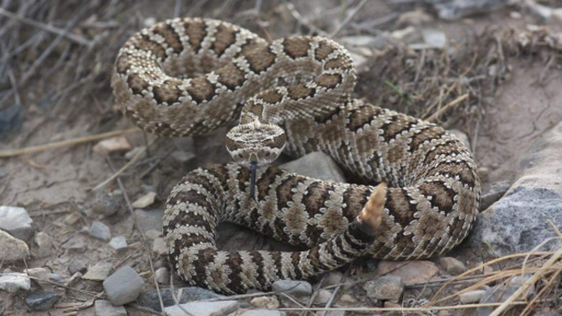 3 rattlers on a 7-minute walk. Did a mild winter make snake season worse?