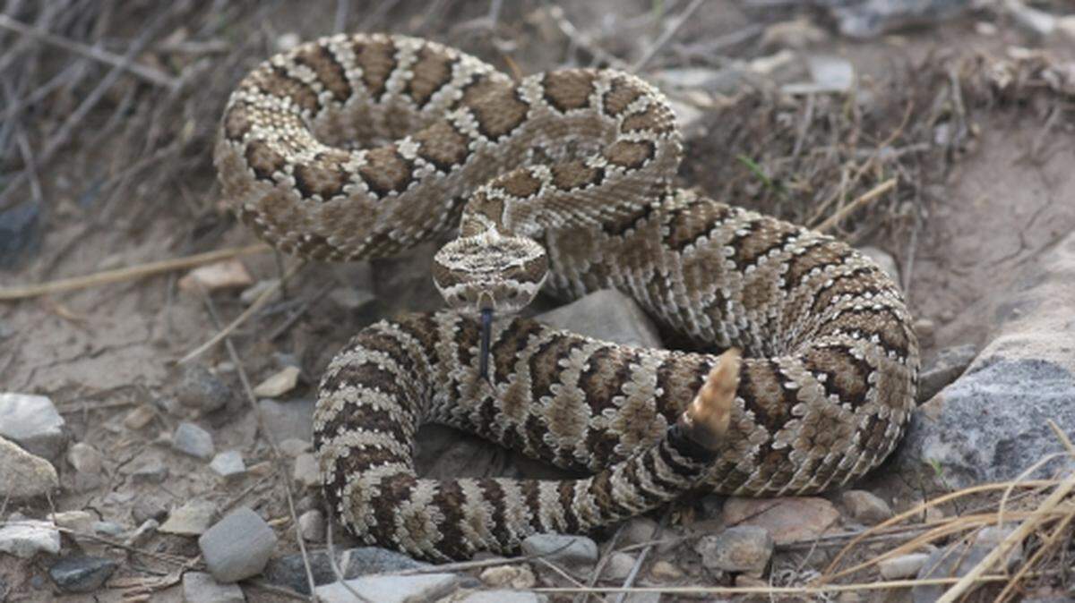 Watch out for rattlesnakes on Tri-City area trails.