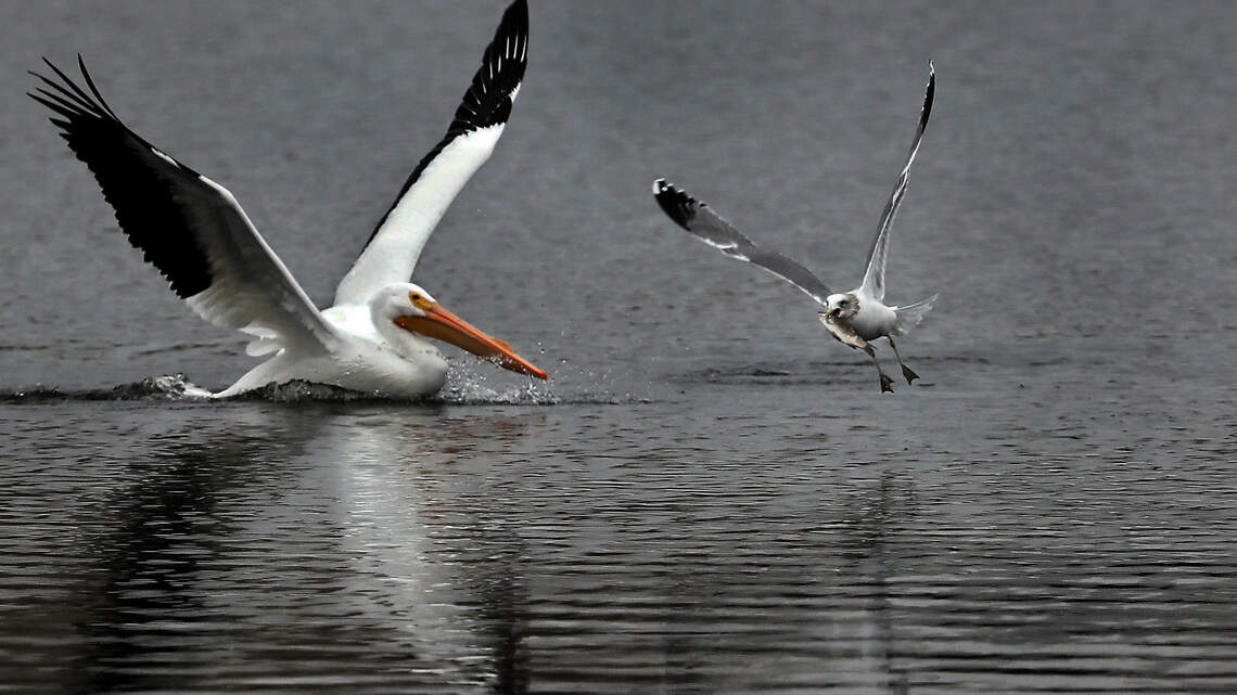 Crafty gull leaves nothing but leftovers for hungry pelican