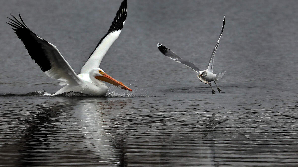 A crafty and slightly faster gull flies away with a small fish as an American white pelican appears to flaps its wing in frustration at a missed meal in the backwaters of the Yakima River near Bateman Island in Richland. Clouds, fog and some rain are expected to continue this week in the Tri-Cities region before skies clear on Friday, said National Weather forecasters.
