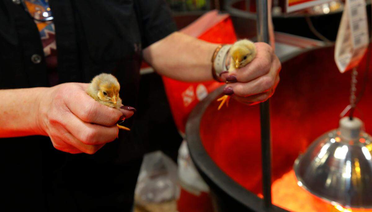 Ranch & Home employee Andy White holds a pair chicks the Kennewick store has for sale.
