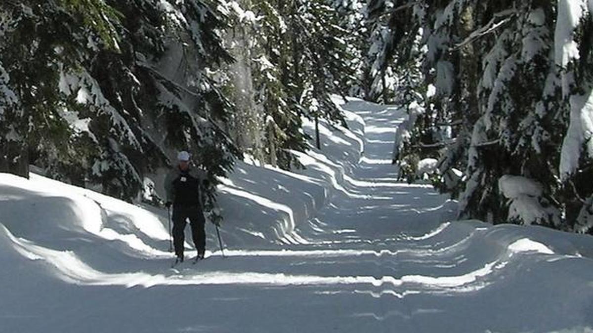 A cross-country skier glides through the woods at the Nordic ski area at White Pass.