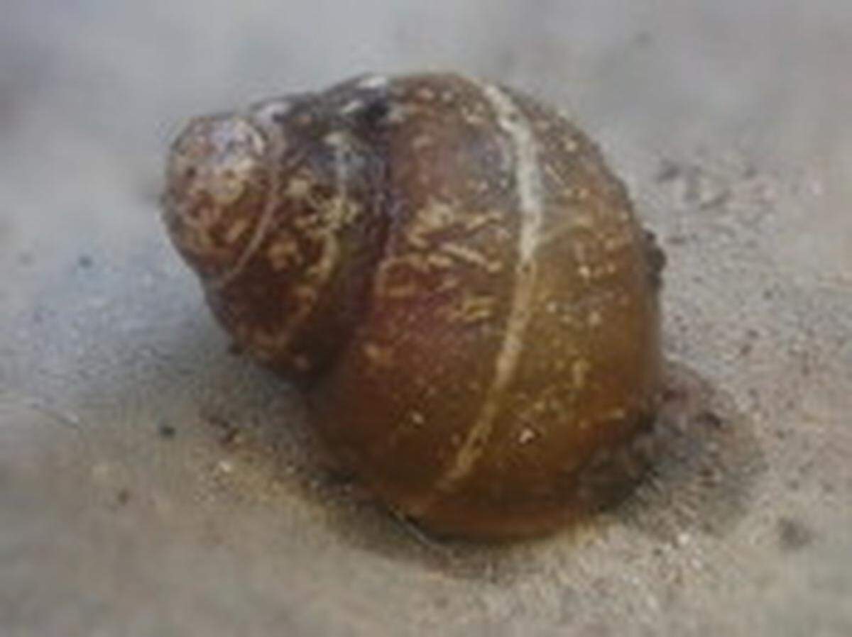 The ashy pebblesnail was once in the lower Snake River, and some small populations remain in the Hanford Reach.