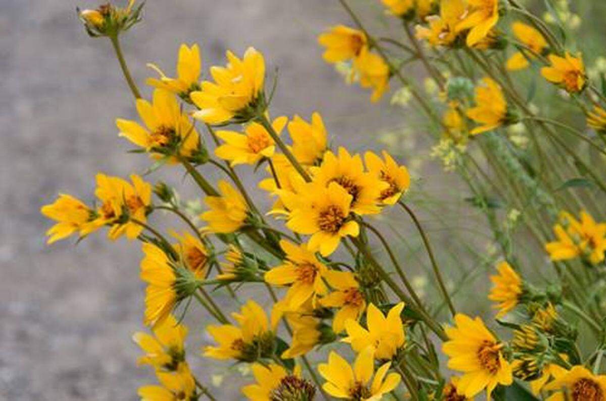 Carey’s balsamroot is still in bloom on Badger Mountain but is fading from its peak.
