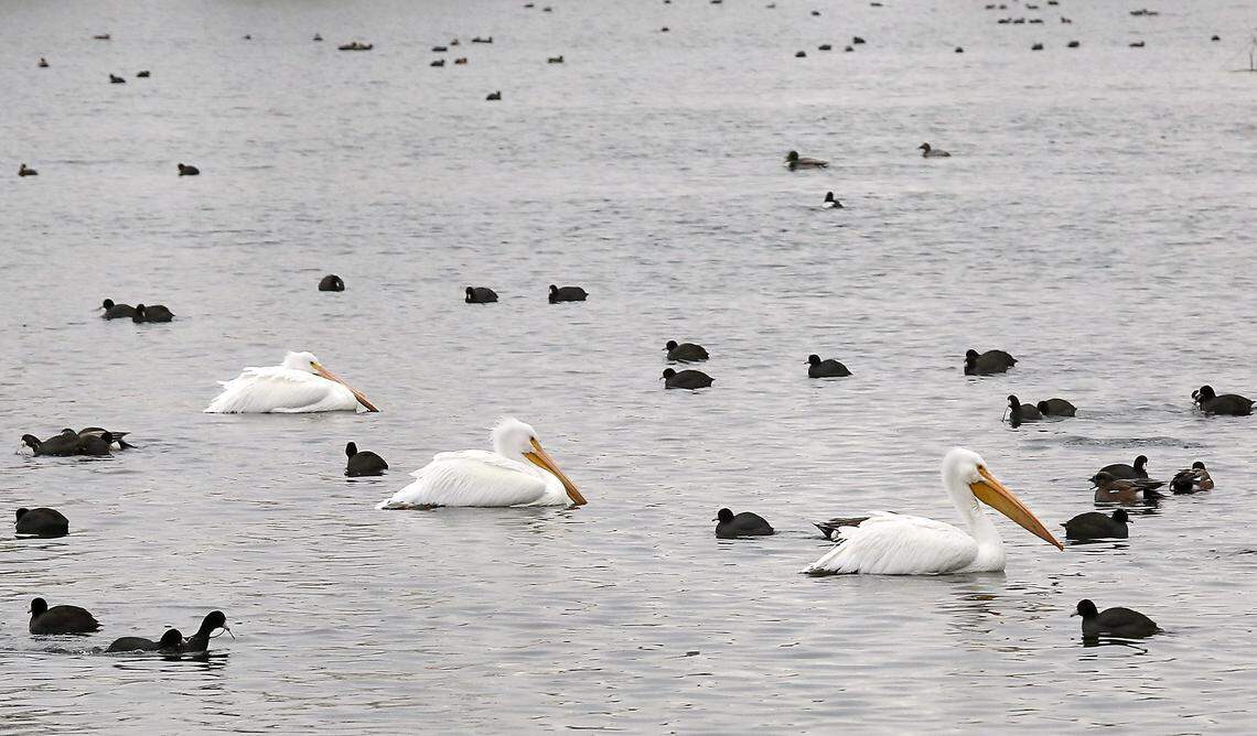 Temperatures are forecast to drop well below normal this week in the Tri-Cities with a low as cold as 22 degrees, according to the National Weather Service.