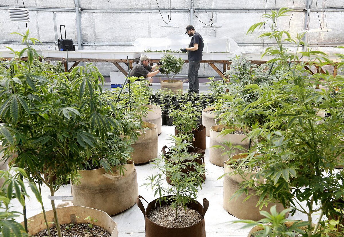 Pure Green employees Ryan Groves, left, and Branden Owens work together snipping starter plants from a mother plant to create clone plants for use by medical patients recently at the indoor greenhouse grow facility in Finley.