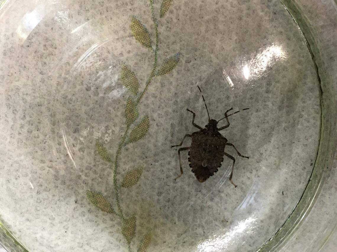 Brown marmorated stink bugs, a species that people may find in their houses this spring, are a major threat to crops, according to Washington State University researchers.