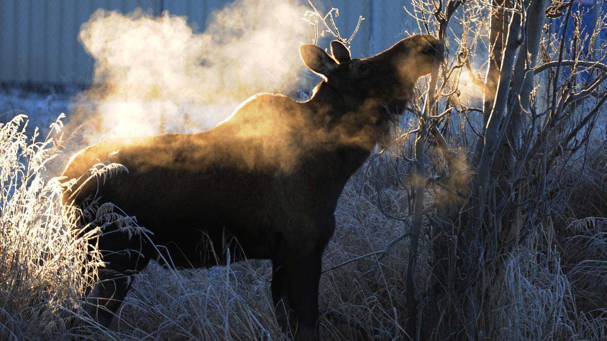A moose, similar to this one, was spotted at the Dayton city limits Saturday, contributing to a rear-end crash.