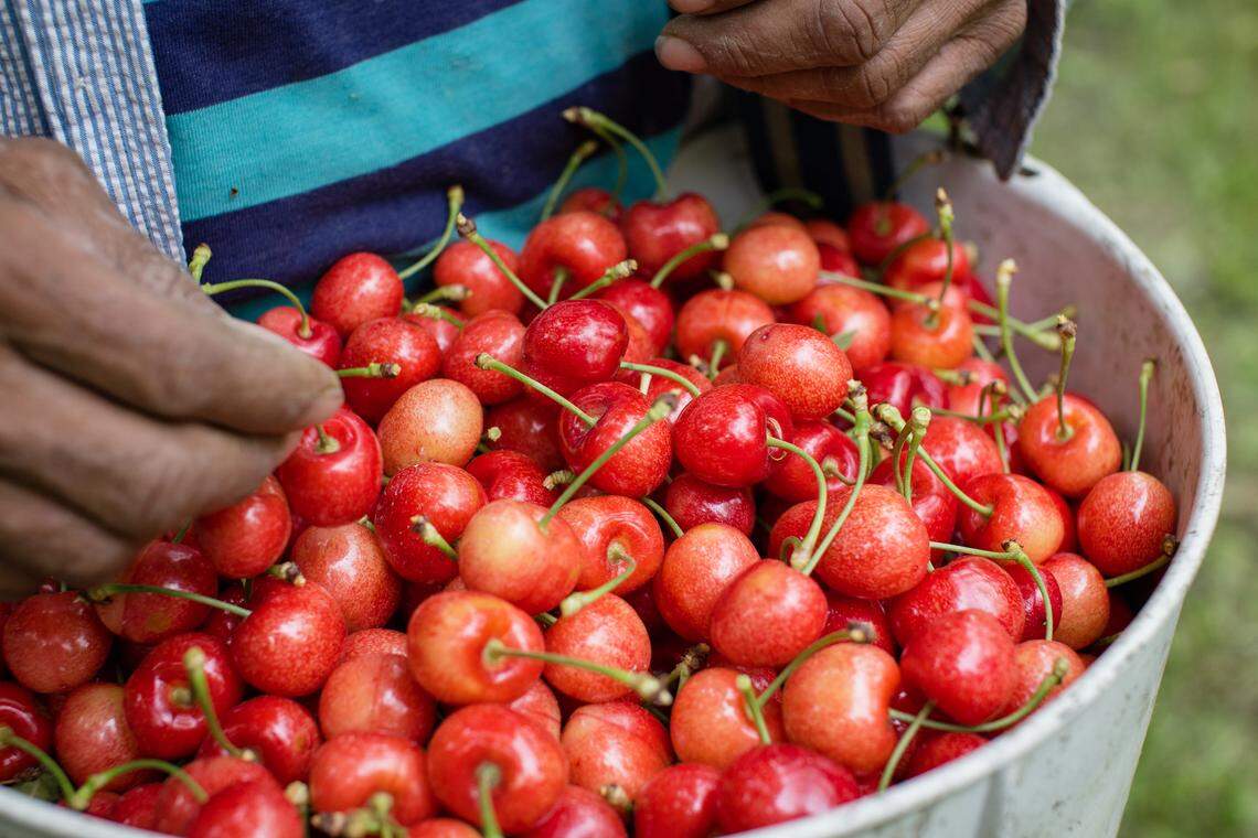 Washington is the top U.S. producer of sweet cherries.