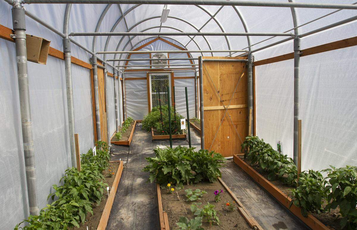 The hoop greenhouse at the Benton-Franklin Juvenile Justice Center already is filling with plants. It's part of the garden project the center has for young inmates.
