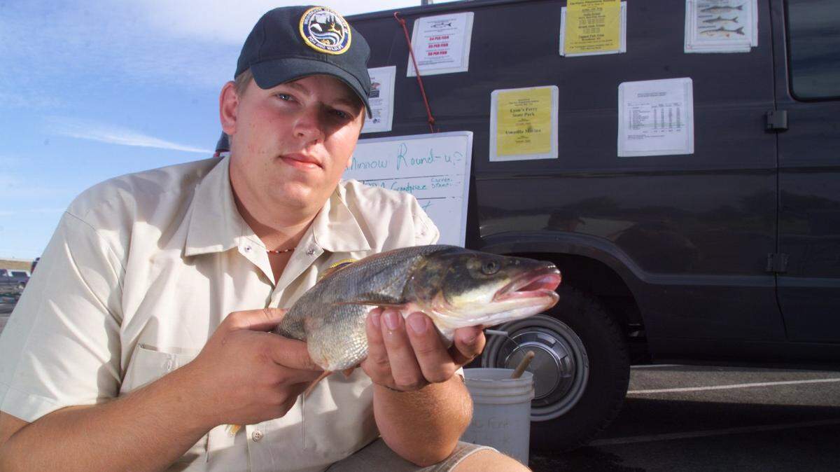 The pikeminnow season opened May 1 on the Columbia and Snake rivers. Anglers can turn in northern pikeminnow for payments of $5 to $8 each if they have registered for the program.