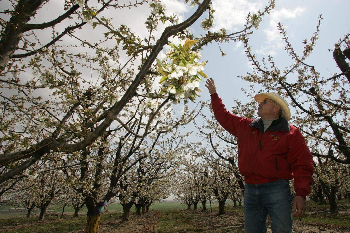 Temperatures could be cold enough in the Tri-Cities early Monday morning to harm crops.