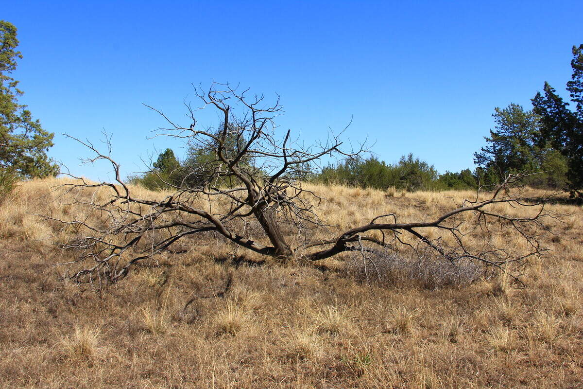 A snag at the Juniper Dunes Wilderness in Franklin County. A wildfire was burning at the wilderness area on Monday June 15, 2026.