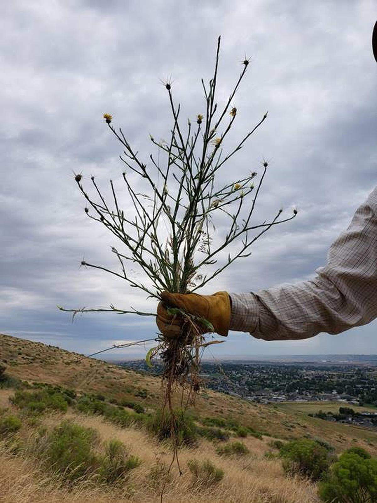 Volunteers are pulling the invasive weed, yellow star thistle, on Candy Mountain.