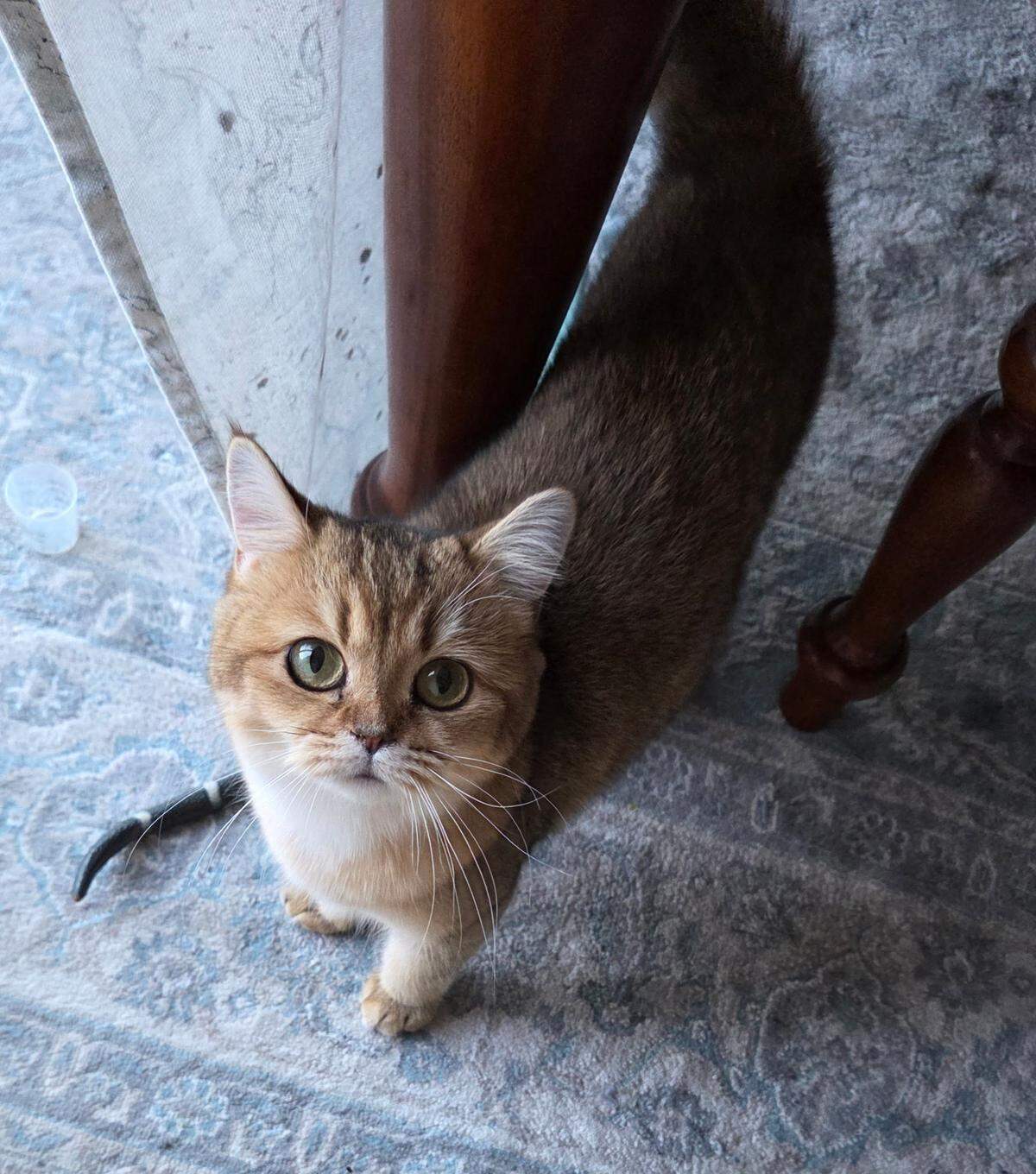 British shorthair cat Ginger lives in West Richland, in a home with six people and two other cats.