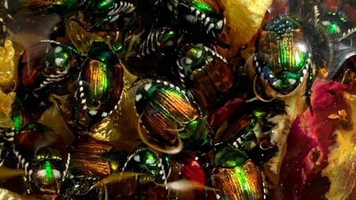 Japanese beetles found in the Lower Yakima Valley threaten more than 300 plants, including roses, grapes, apples, hops and lawn grass.