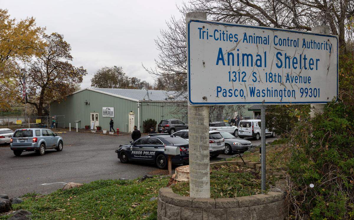 Dozens of reportedly neglected dogs and cats were removed from the Tri-Cities Animal Shelter in Pasco in November by city officials. The investigation is separate from money laundering charges filed against the shelter’s financial officer.