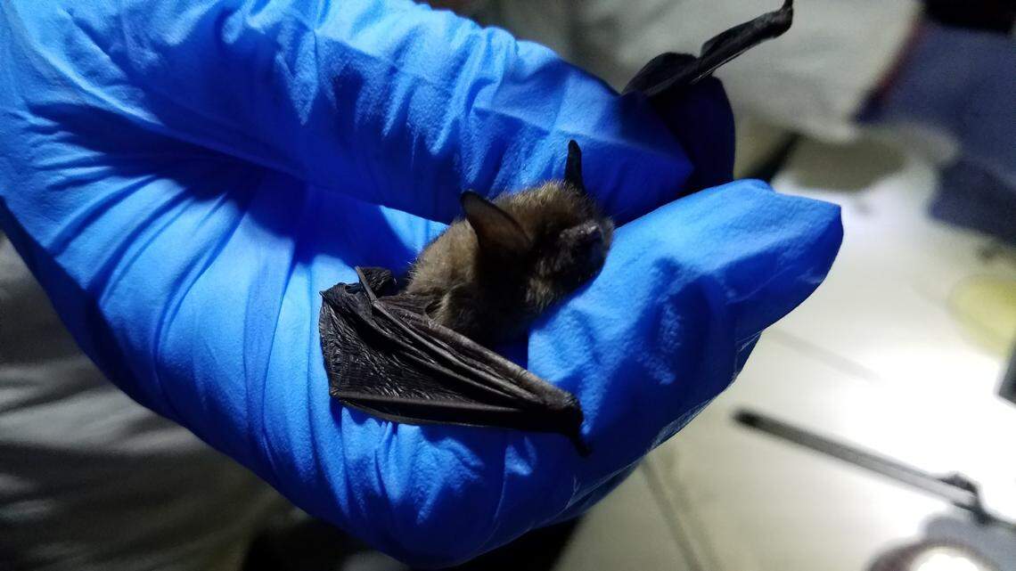 The fungus that causes white nose syndrome was first found in Benton County last year in a Hanford site structure where Yuma myotis bats raise their young.