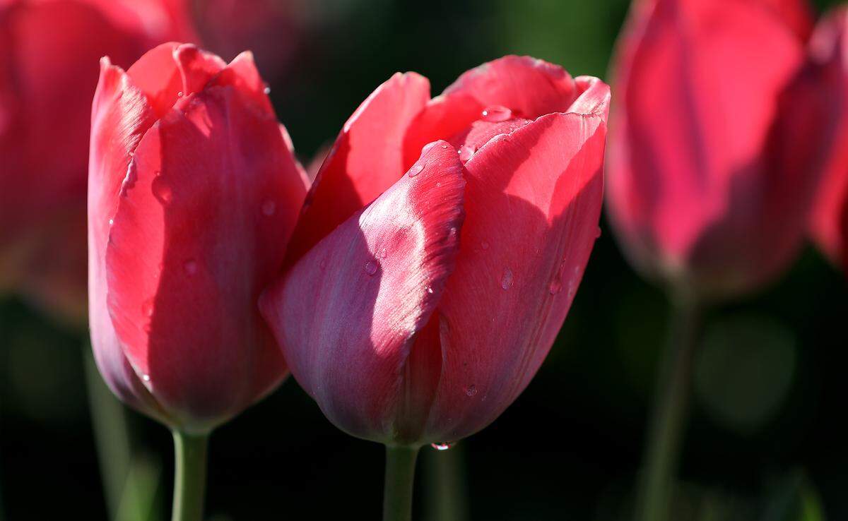 The waves of colorful blooms can be visited just northeast of Pasco off Highway 12. These blooms are in a field of tulips named Van Eijk.