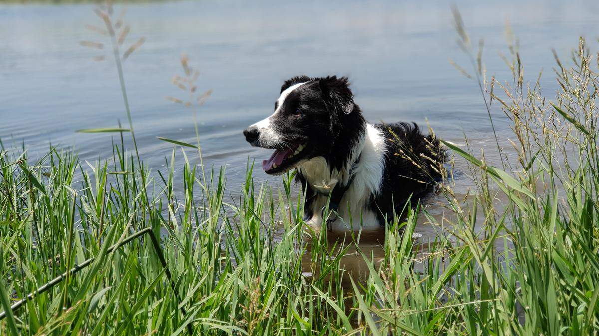 The Army Corps will be treating some slow moving water near the Tri-Cities with a herbicide this summer. Dogs and other animals should not drink the water for 24 hours.
