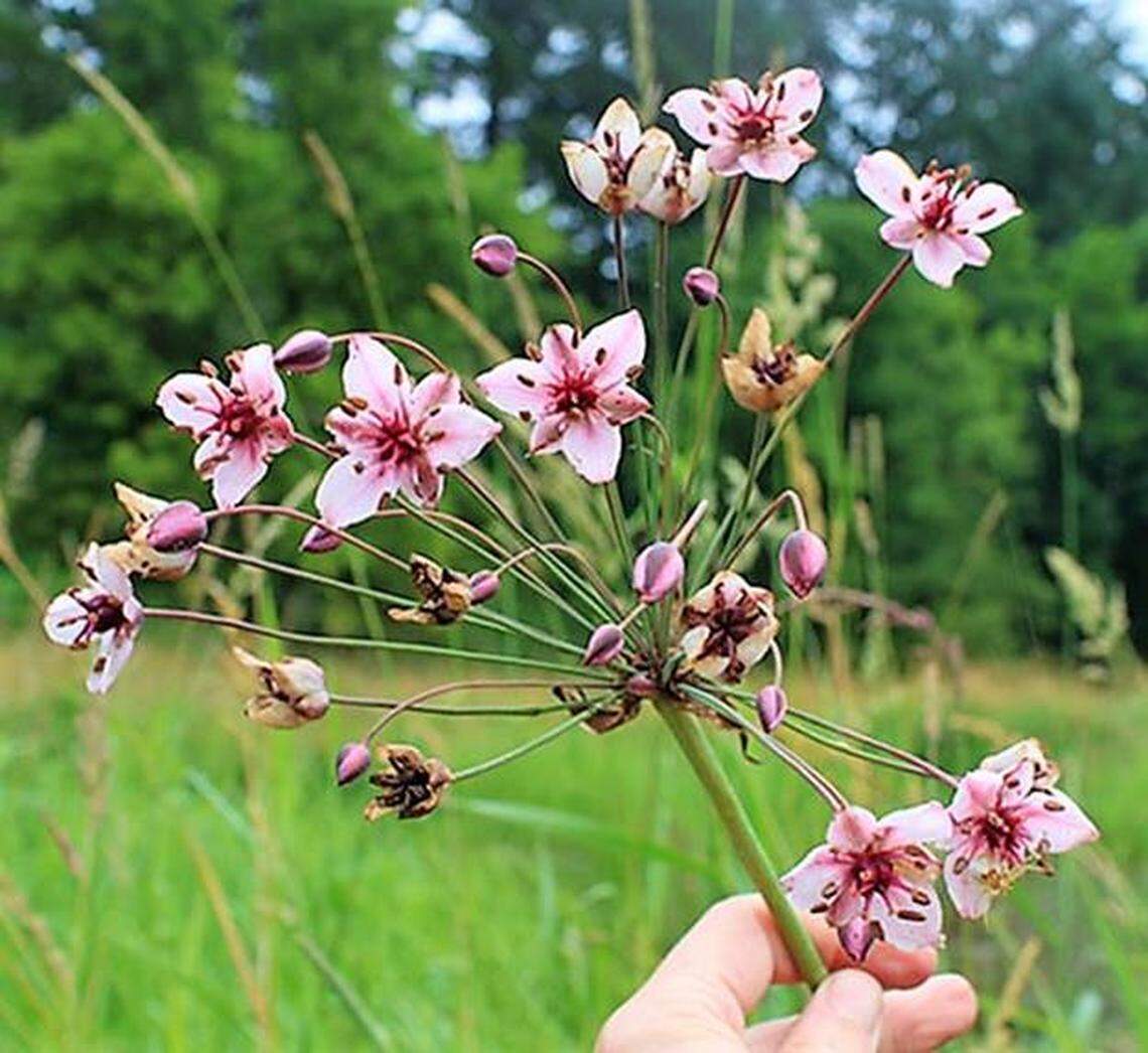 The flowering rush is a Class A noxious weed in Washington state and must be eradicated if found by state law.