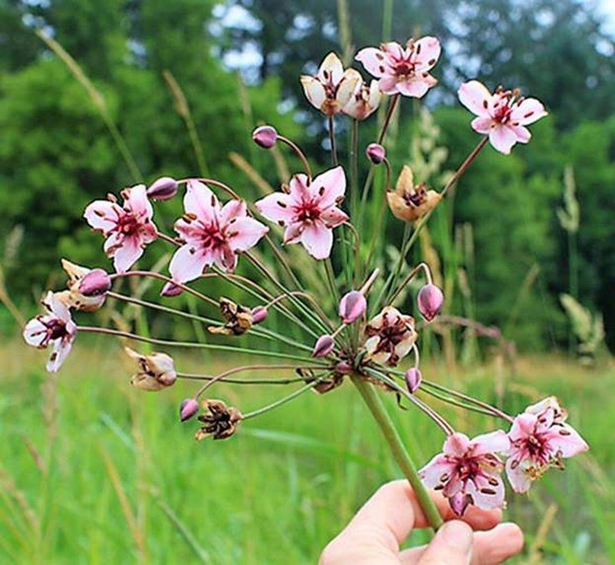 The flowering rush is the only Class A noxious weed in Benton County and must be eradicated if found by state law.