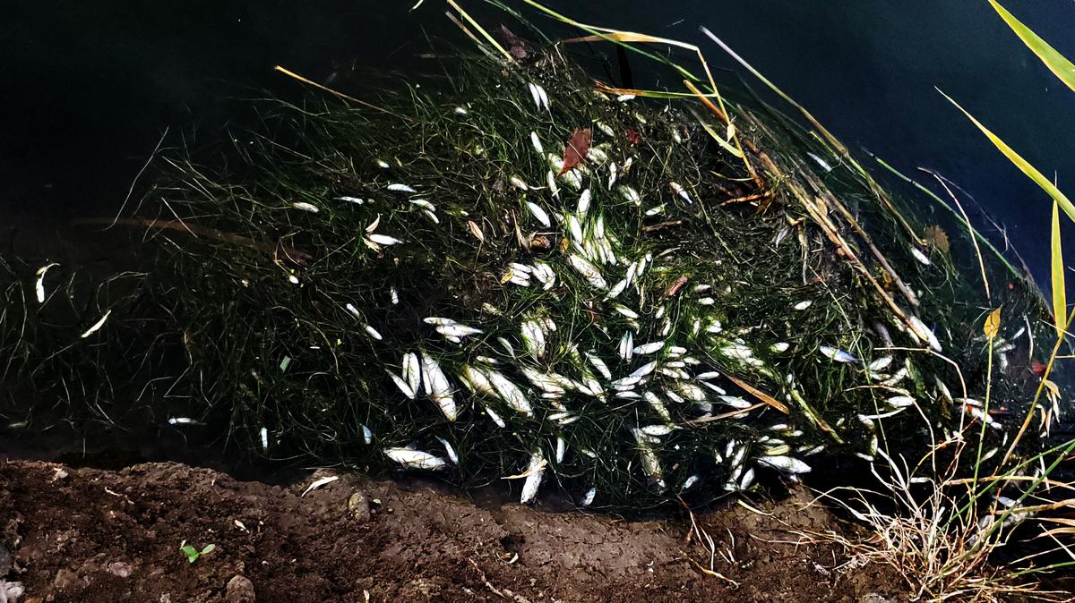 Dead carp were spotted floating recently in a Columbia Irrigation District canal in Finley, raising concerns from some neighbors. CID officials told the Herald that some fish die each year during treatments to kill algae by reducing available oxygen, but there is no danger to people or pets.