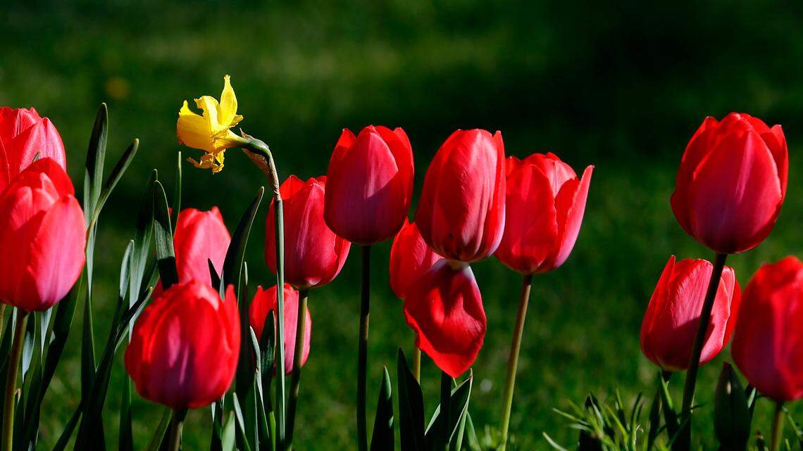 Ready, set, go, Western Washington gardeners! It’s time to plant cool-season crops