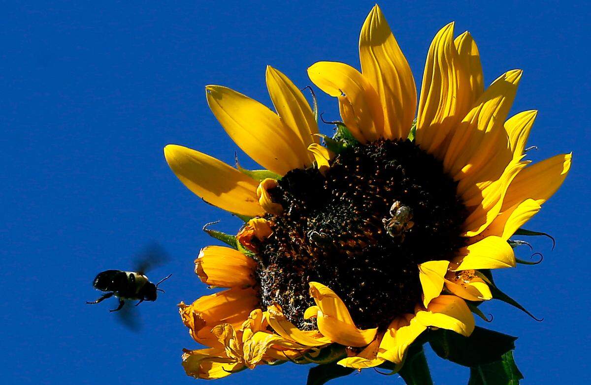 Bees visit a sunflower in the garden of a downtown Kennewick home. The National Weather Service has issued a heat advisory from Wednesday to Friday night with highs up to 104 to 105.