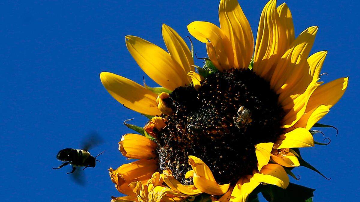 Bees visit a sunflower in a garden.