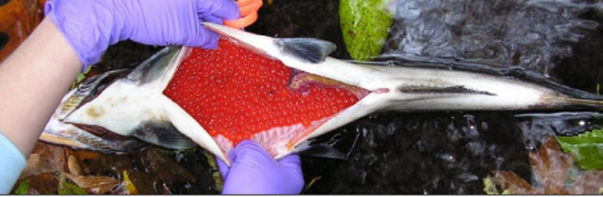 A carcass of a female coho salmon affected by the toxic chemical 6PPD-quinone in stormwater runoff in Seattle’s Longfellow Creek. This salmon died before spawning, retaining nearly 100% of its eggs.