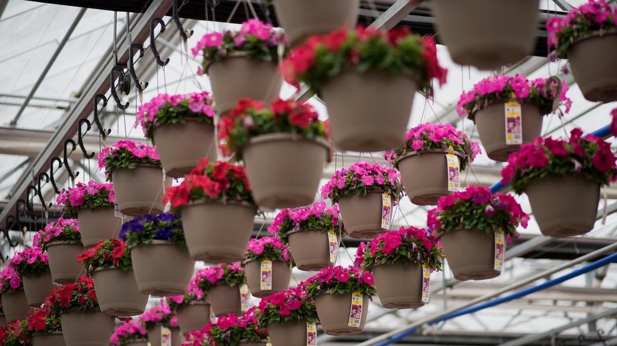 Baskets of petunias hang inside a greenhouse in Granville, Ill. A lawsuit involving the Candy Bouquet, a magenta-and-yellow flower that resembles a petunia, reveals the dark side of the garden supply industry, and the growing importance of big retailers including Home Depot, Lowe’s and Walmart stores to growers.