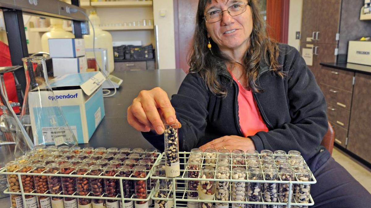 Dr. Carol Miles shows a container of Orca beans that are part of a breeding and testing program at the Washington State University Research and Extension Center in Mount Vernon. The Orca beans, named for their black and white pattern, were developed at the research center.