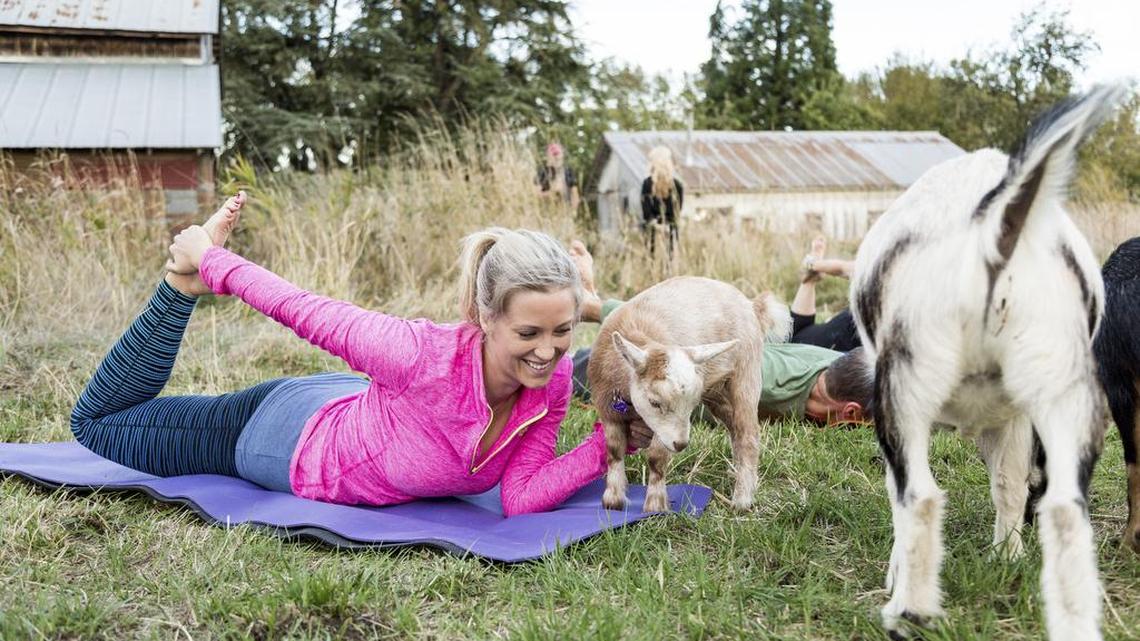 Misty West of Tualatin pets Annie the goat during a goat yoga class at No Regrets Farm in Albany, Ore. The yoga classes are accompanied by the four-legged creatures, mostly miniatures, which roam freely around the students, looking for affection and some grass to eat.