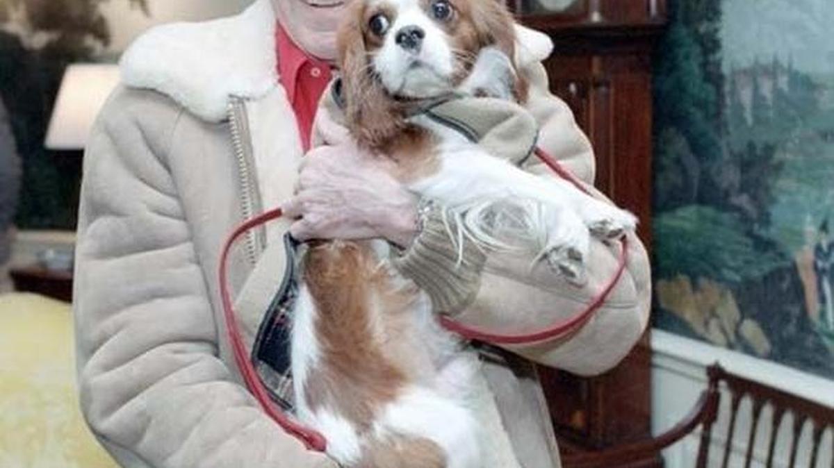 President Ronald Reagan holds his King Cavalier Spaniel named Lucky at the White House.