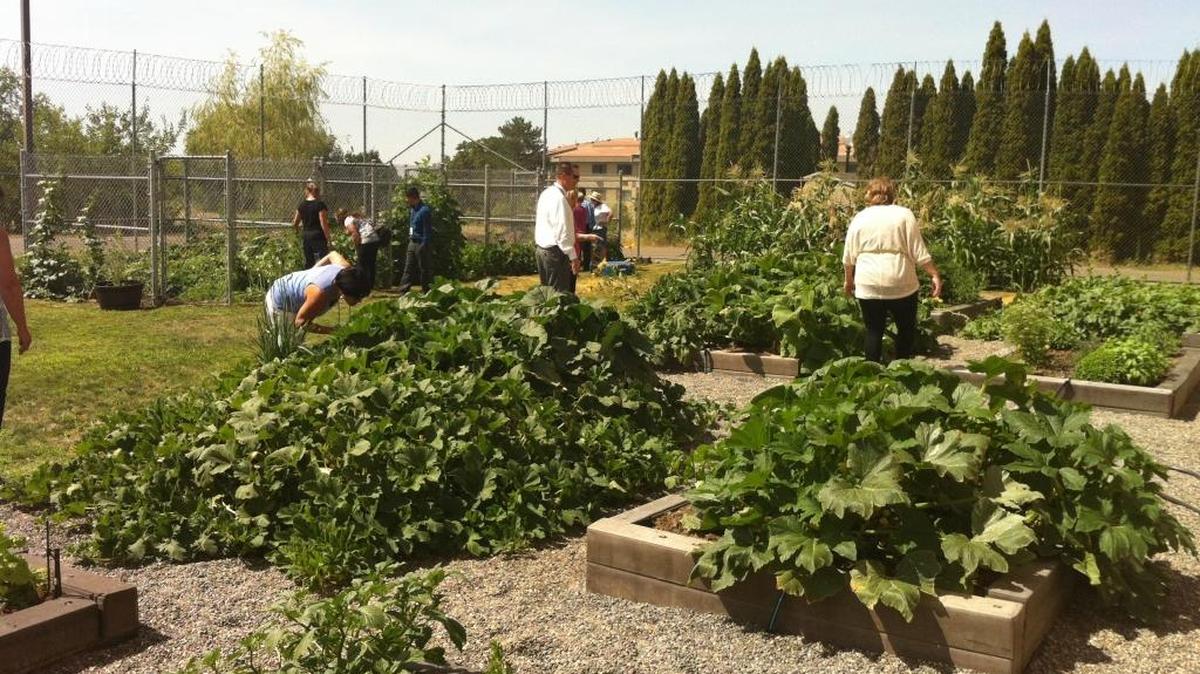 Master Gardener Bill Dixon said the young people at Juvenile Justice Center wanted to be able to grow “salsa” in their garden. As you can see in this photo of the Benton Franklin Juvenile Justice Center in Kennewick, they grew much more than the ingredients for salsa.
