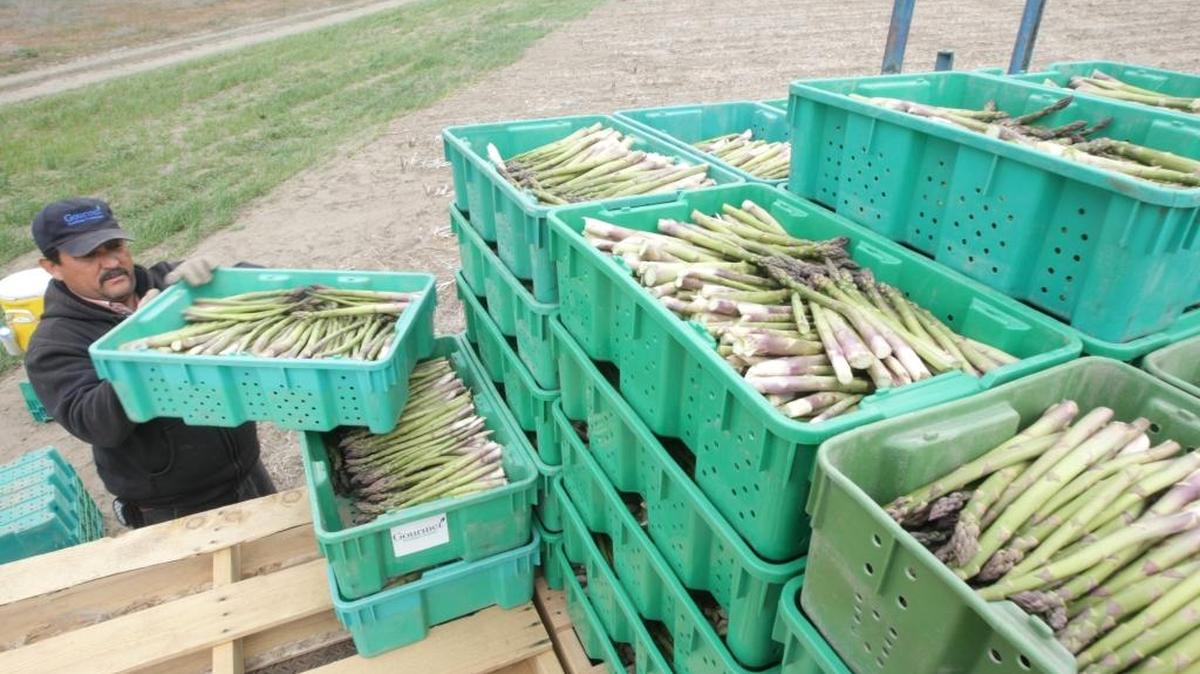 Worker Juan Guttierez places lugs filled with asparagus on a truck in 2013 at Larsen Farms in Franklin County.