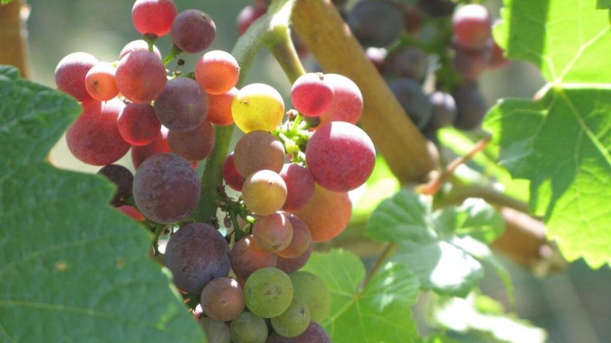 The first Pinot Noir vines were planted in Oregon’s Willamette Valley a half-century ago.
