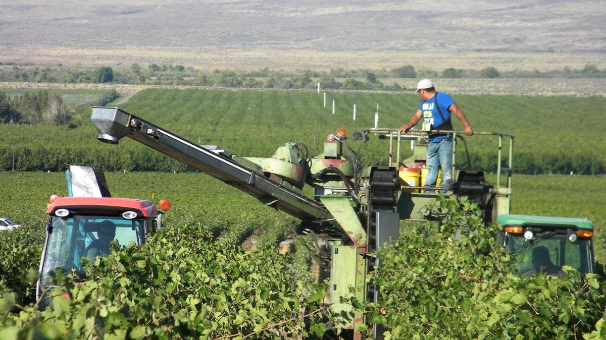 A crew mechanically harvests grapes on the western edge of the Wahluke Slope, one of the most important regions for the Washington wine industry.