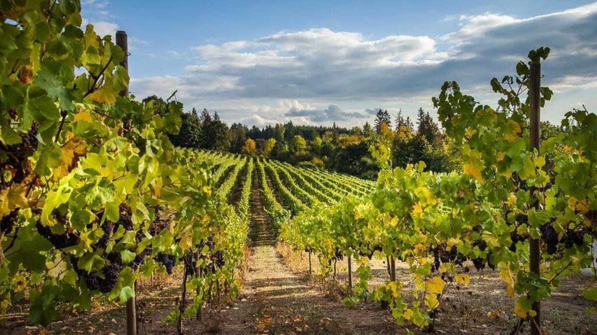This year, St. Josef’s Winery in Canby, Ore., is celebrating the 40th anniversary of its sustainably farmed Kitara Vineyards. And estate vineyard and winery is a part of the Mount Hood Territory Wine Trail.