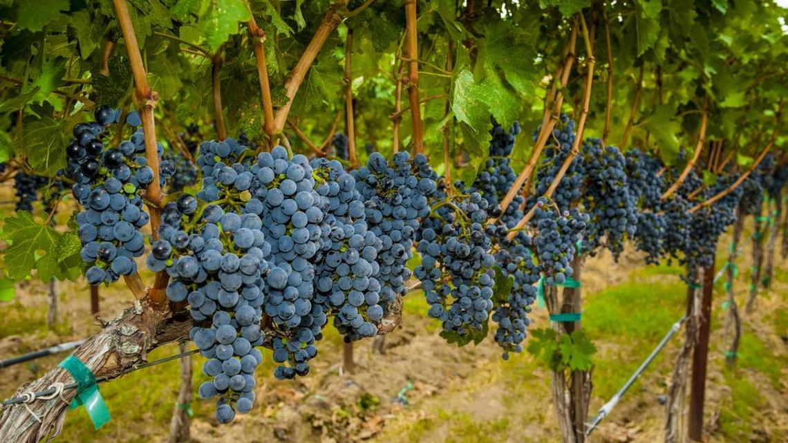 Northwest Wine: Oregon winemakers embrace robust Syrah