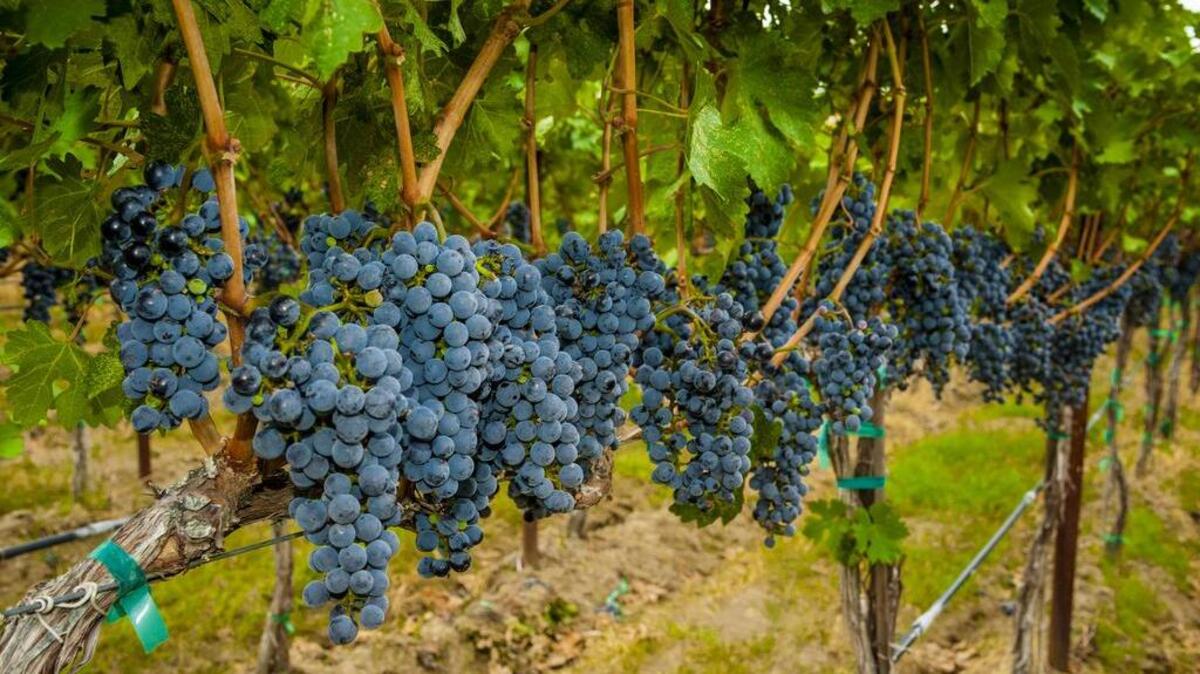 Clusters of Syrah ripen in the Columbia Valley. 