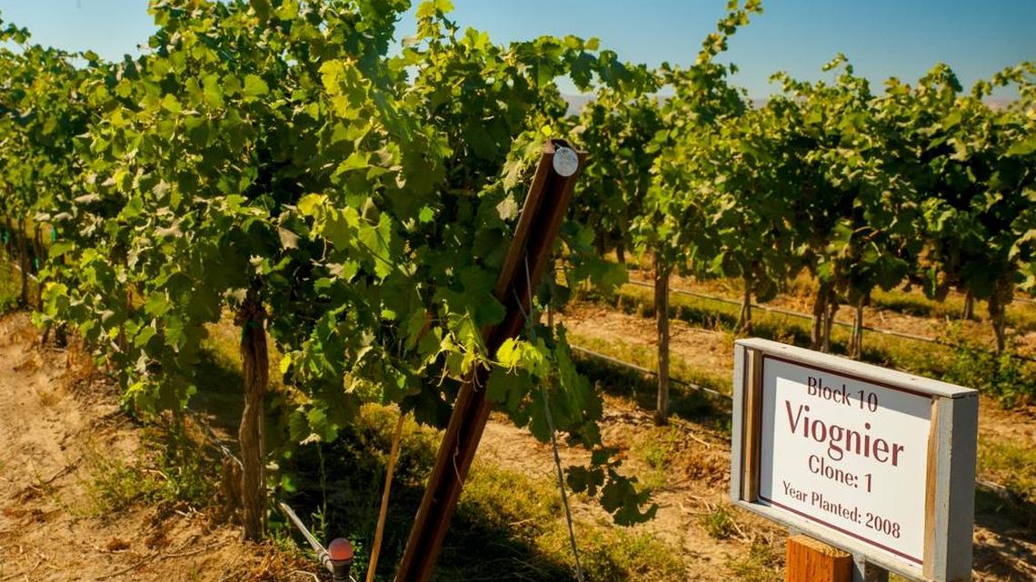 Northwest Wine: Viognier continues to seduce Washington winemakers