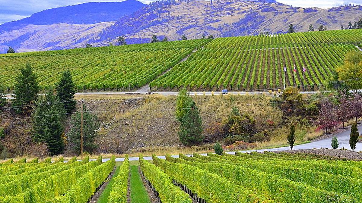 The tasting room at Gehringer Brothers Estate Winery offers a view of some Gehringer vines and neighboring vineyards on the Golden Mile Bench, a sub-appellation of the Okanagan Valley.