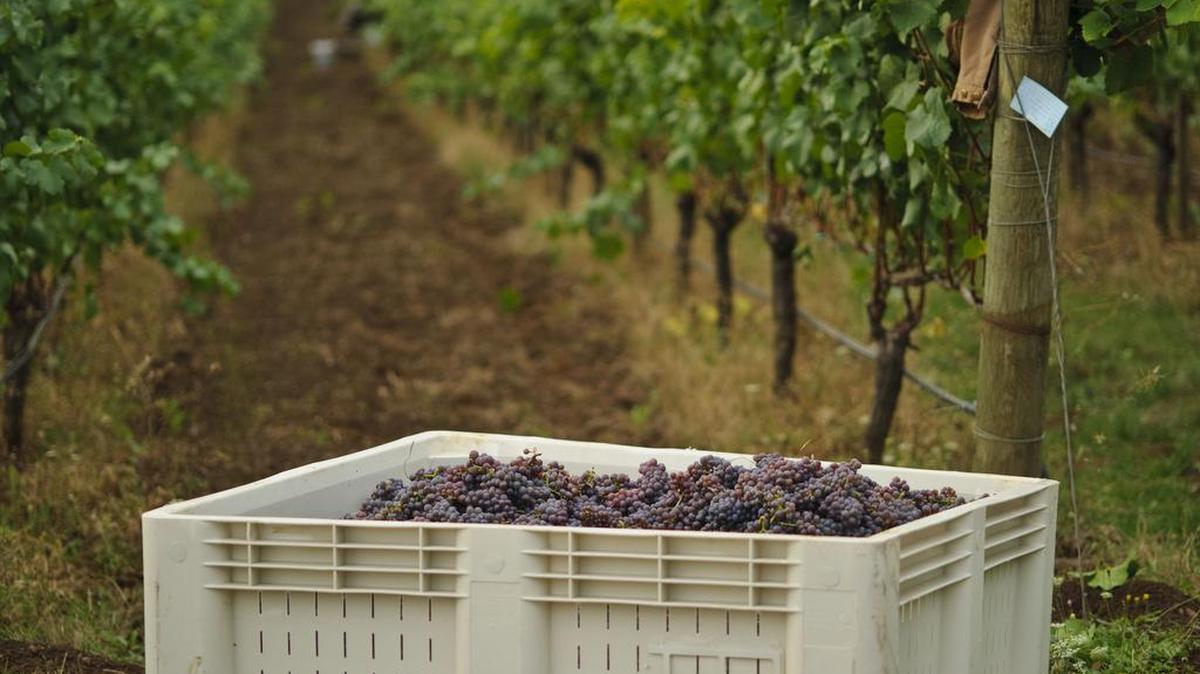 A bin of Pinot Gris grapes harvested in the north Willamette Valley rests before being crushed by Luisa Ponzi and her team at Ponzi Vineyards.