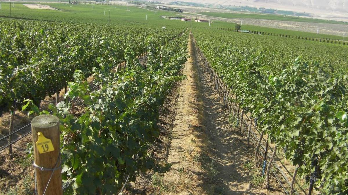 Red Mountain in the eastern Yakima Valley is covered with red wine vines, including these in Red Heaven Vineyard.
