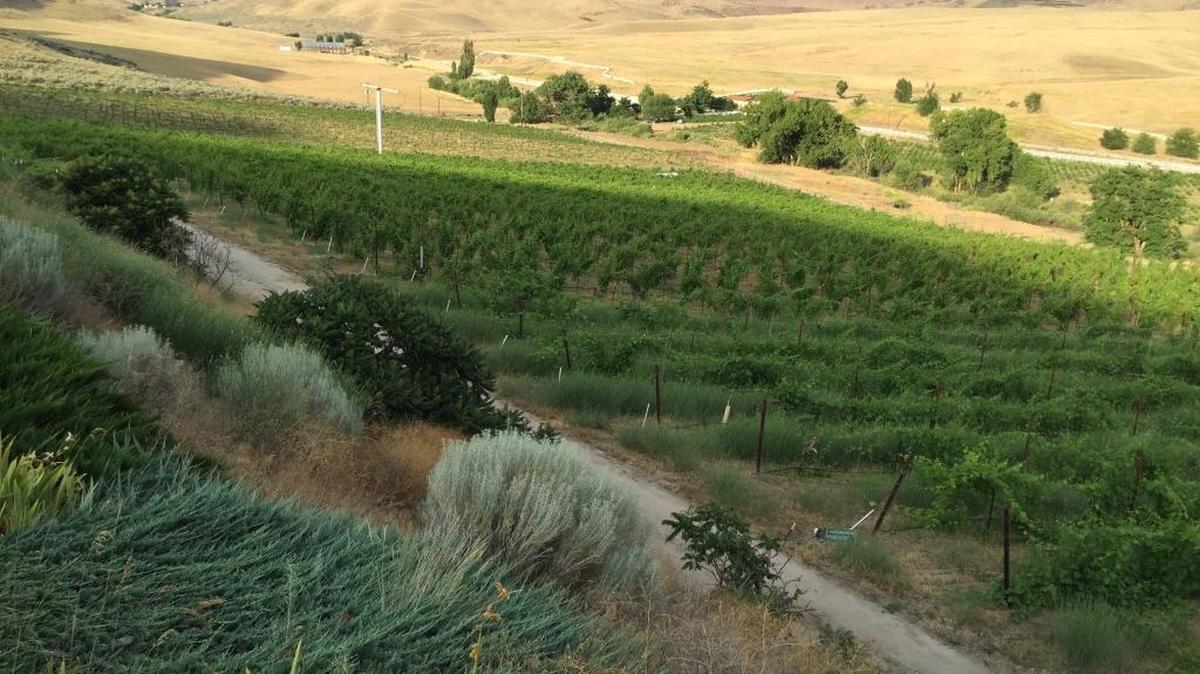 The Eagle Foothills is north of Boise and is the Northwest’s newest American Viticultural Area. It is home to about 70 acres of vines and one winery.