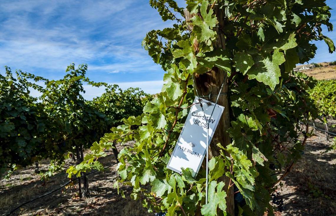 The Mercer family helped pioneer winegrowing in the Horse Heaven Hills, and their grapes contribute to some of the best Cabernet Sauvignon produced in Washington.