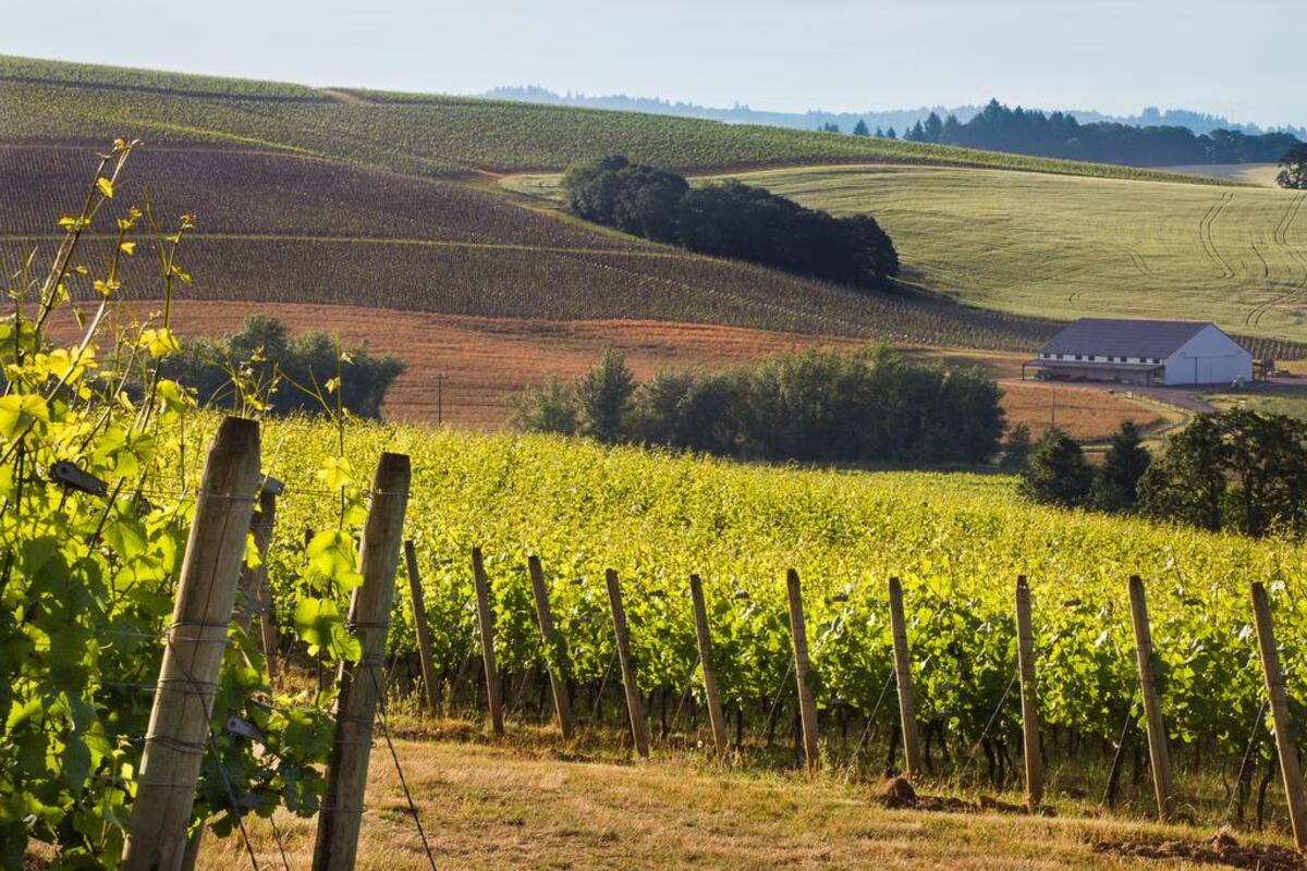 Mount Richmond in the Yamhill-Carlton American Viticultural Area is one of the estate vineyards Adam Campbell pulls from for the Elk Cove Vineyards 2018 Estate Pinot Gris.
