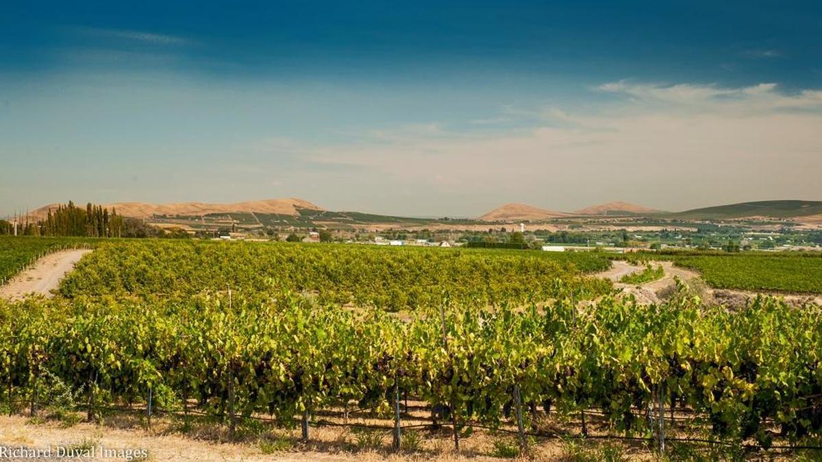 Lonesome Spring Ranch west of Benton City, Wash., grows Malbec among the 109 acres that offer views of Badger Mountain, Candy Mountain and Red Mountain.